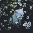 /album/fenykepgaleria/bambiiiiibmacsaka-jpg/