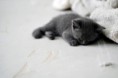 /album/fenykepgaleria/meow-jpg/