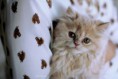 /album/fenykepgaleria/seep-jpg/
