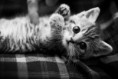 /album/fenykepgaleria/tunci-jpg/