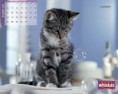 /album/fenykepgaleria/whiskas-cat-jpg/