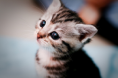 /album/fenykepgaleria/zuuuuuu-png/