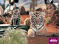 /album/fenykepgaleria/wall5-1024x768-cat-wallcoo-com-jpg/
