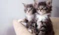 /album/fenykepgaleria/a727-maine-coons4-jpg/