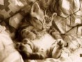 /album/fenykepgaleria/sleeping-cat-jpg1/