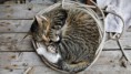 /album/fenykepgaleria/sleeping-cat-animal-hd-wallpaper-1920x1080-jpg/