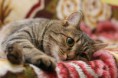 /album/fenykepgaleria/striped-grey-cat-sleeping-other-jpg/